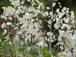 FZ021558 Annual honest (Lunaria annua).jpg